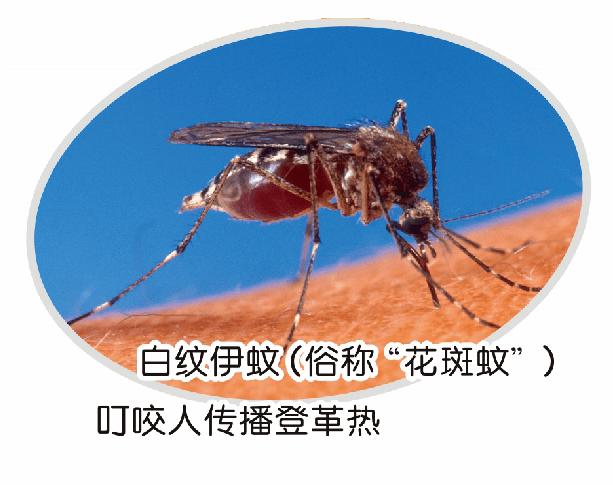 如何预防蚊媒传染病